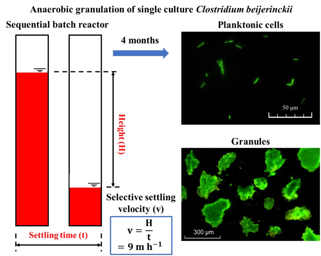 9/23/2021 Congratulation to Zhaohui and Xueyao for their new publication in Food and Bioproducts Processing about single culture biogranulation!